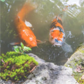 Sticker Poisson Koi dans un étang (Devant)