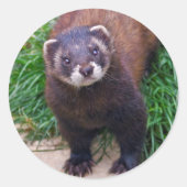 Sticker Polecat (Devant)
