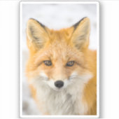 Sticker Portrait de renard roux (Devant)