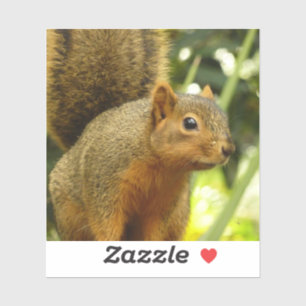 Sticker Portrait d'un écureuil Photographie d'animal de na