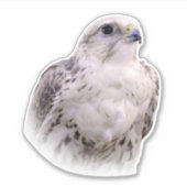 Sticker Portrait d'un Faucon Saker curieux (Devant)