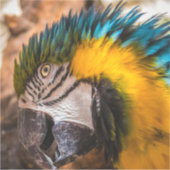 Sticker Portrait en macao bleu et jaune (Devant)