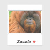 Sticker Portrait of Orang-utang Male, Georgia, USA (Feuille)