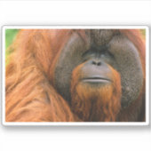 Sticker Portrait of Orang-utang Male, Georgia, USA (Devant)