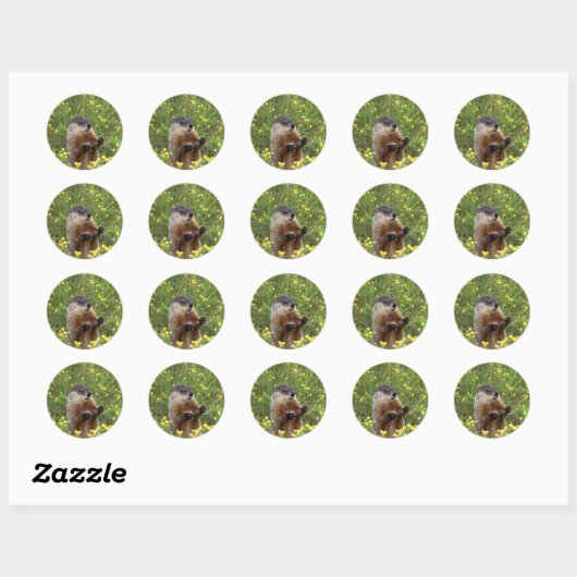 Sticker Pose De Marmotte (Feuille)