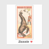 Sticker Poster De Cirque Montrant Un Lion De Mer Casquette (Feuille)