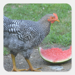 Sticker poulet et pastèque