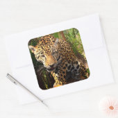 Sticker pour adolescents Jaguar (Enveloppe)
