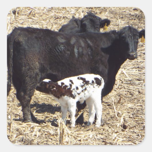Sticker pour allaiter les vaches mignonnes et le v (Devant)