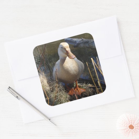 Sticker pour canard de Saxe (Enveloppe)