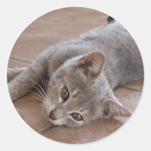 Sticker pour chat gris (Devant)