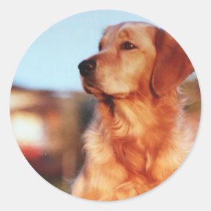 Sticker pour chien champion d'or