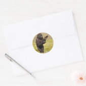 Sticker pour chimpanzé (Enveloppe)