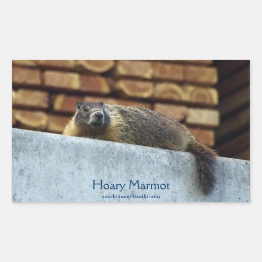 Sticker pour la faune de Hoary Marmot (Whistler) (Devant)