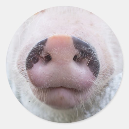 Sticker pour le pavot et le podrick (Devant)