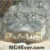 Sticker pour ordinateur portable Alligator à parti (Recto)