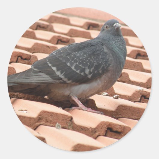 Sticker pour pigeon sur le toit (Devant)