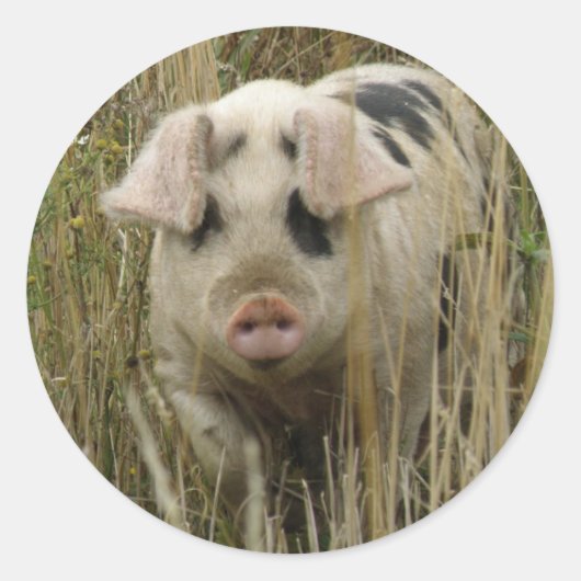 Sticker pour porc mignon (Devant)