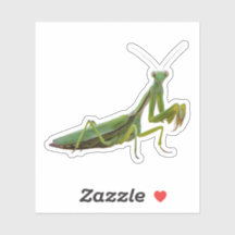 Prier Mantis
