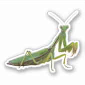 Sticker Prier Mantis (Devant)