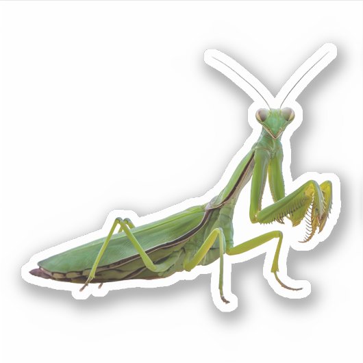Sticker Prier Mantis (Devant)