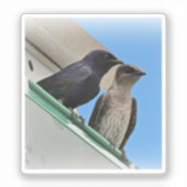Sticker Purple Martin Pair (Recto)