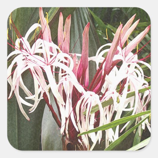Sticker Queen Emma Crinum Lilies (Devant)