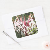 Sticker Queen Emma Crinum Lilies (Enveloppe)