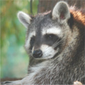 Sticker Raccoon 001 (Devant)