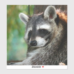 Sticker Raccoon 001