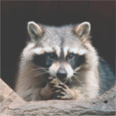 Sticker Raccoon 004 (Devant)