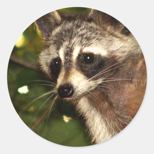 Sticker Raccoon "Bandit" (Devant)