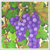 Sticker Raisins pourpres sur un Grapevine (Devant)