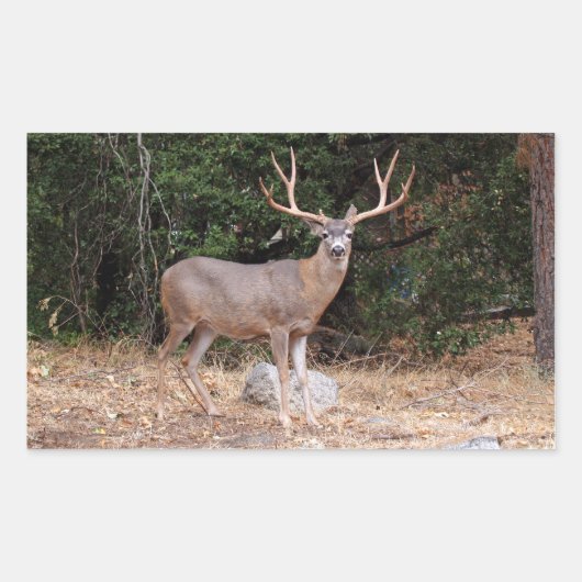 Sticker Rectangle cerf (Devant)