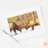 Sticker Rectangulaire 2~ deux Bull Elk dans la neige (Enveloppe)