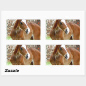 STICKER RECTANGULAIRE 2CUT HORSE FOAL BÉBÉ PONY (Feuille)