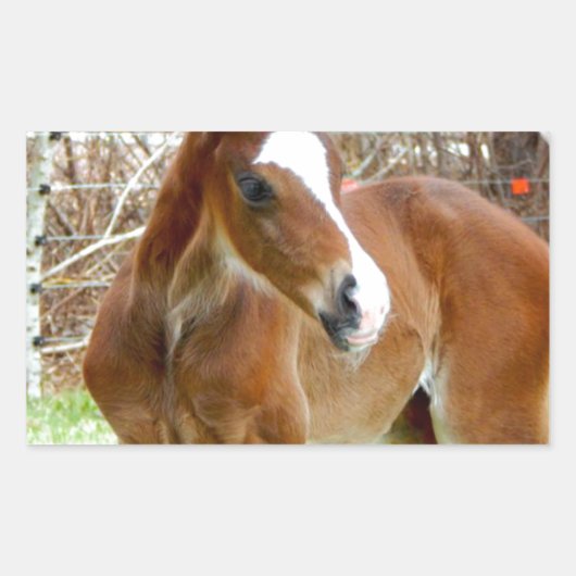 STICKER RECTANGULAIRE 2CUT HORSE FOAL BÉBÉ PONY (Devant)
