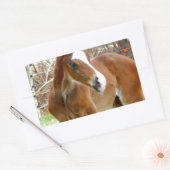 STICKER RECTANGULAIRE 2CUT HORSE FOAL BÉBÉ PONY (Enveloppe)