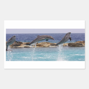 Sticker Rectangulaire 3 dauphins sautants