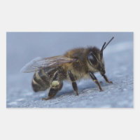 Abeille fourragère