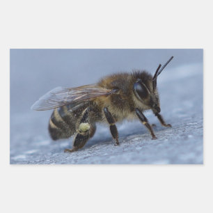 Sticker Rectangulaire Abeille fourragère