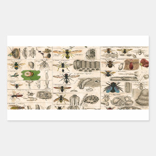 Sticker Rectangulaire Abeille Insecte Bug Wasp Nature Peinture des abeil