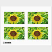 Sticker Rectangulaire Abeille sur tournesol jaune (Feuille)