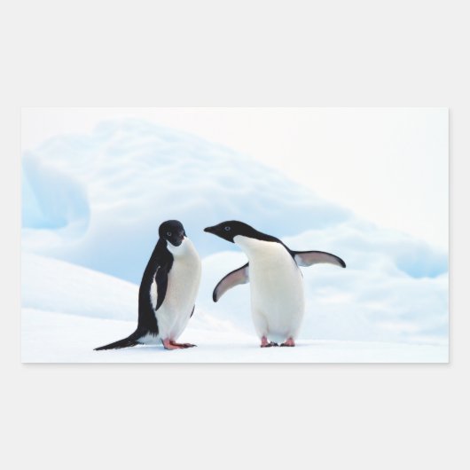Sticker Rectangulaire Adelie Penguins (Devant)