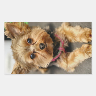 Sticker Rectangulaire Adorable