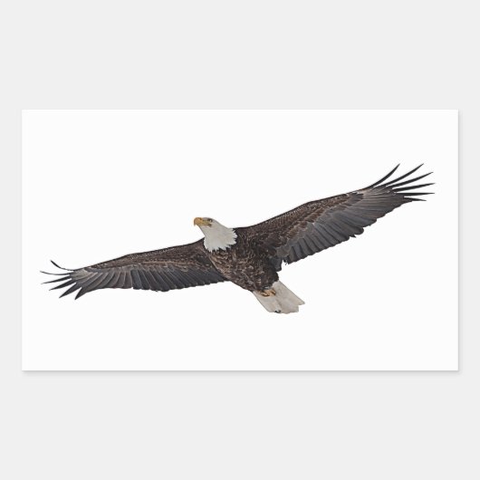 Sticker Rectangulaire Aigle à tête blanche (Devant)