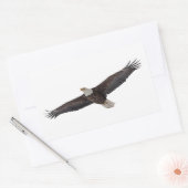 Sticker Rectangulaire Aigle à tête blanche (Enveloppe)