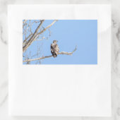 Sticker Rectangulaire Aigle à tête blanche juvénile (Sac)
