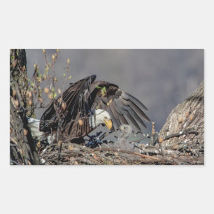 Sticker Rectangulaire Aigle avec son bébé