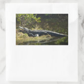 Sticker Rectangulaire Alligator américain se reposant le long d'une zone (Sac)